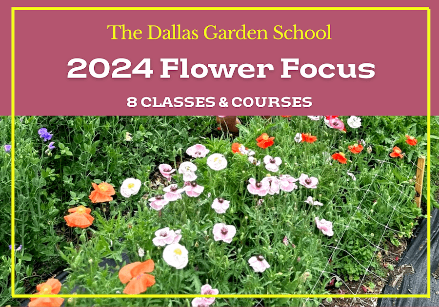 Discover Texas Landscaping Classes for Sustainable Outdoor Design