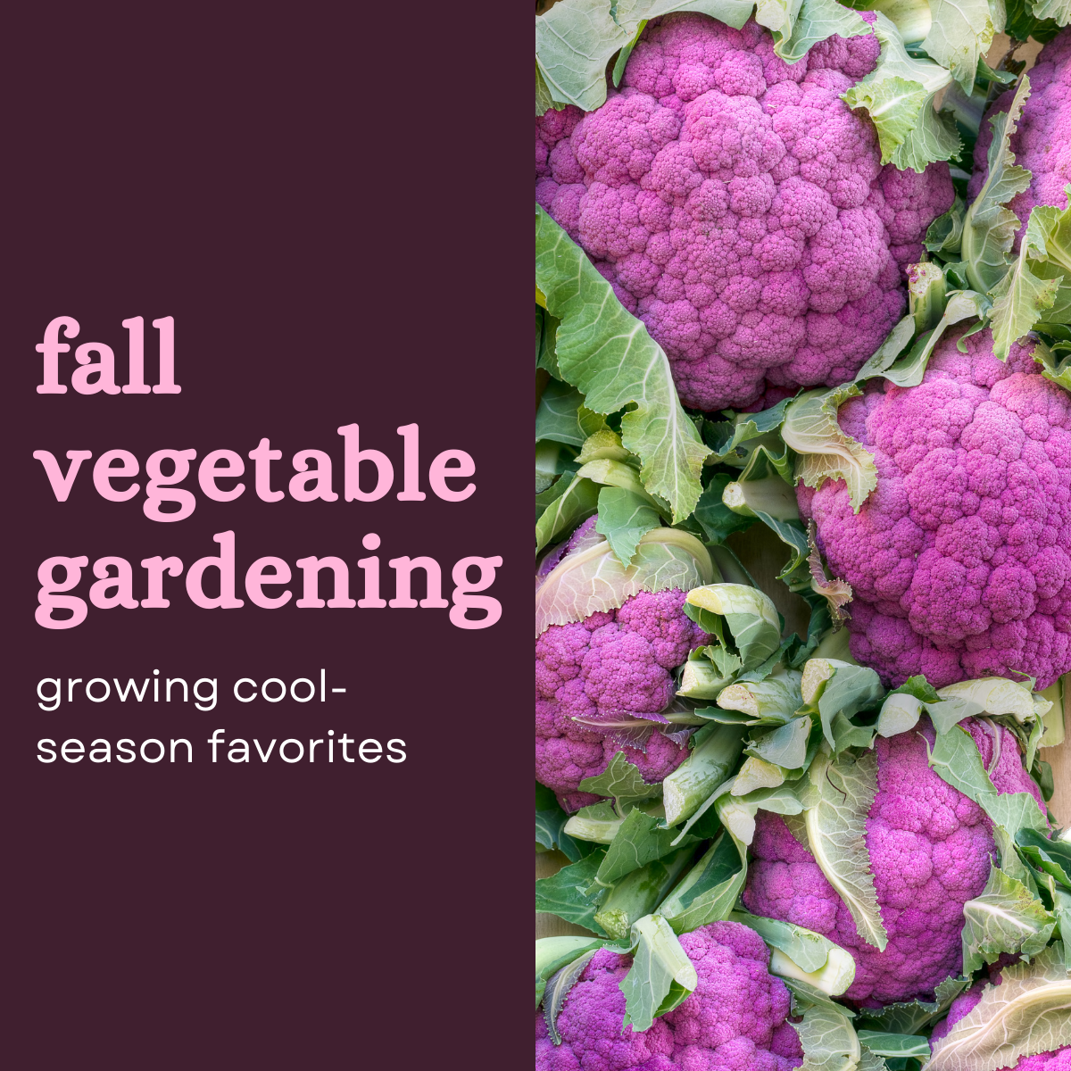 Fall Vegetable Gardening